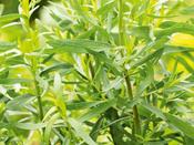 Tarragon 'Russian'