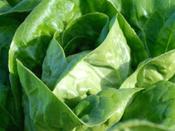 Lettuce 'Susana' image