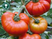 Tomato 'Marmande'