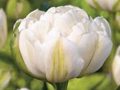 Tulip Double Late 'Mount Tacoma' - 8 Bulbs image