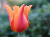 Tulip Lily Flowered 'Ballerina' - 5 Bulbs