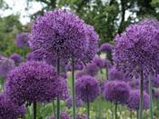 Allium 'Purple Sensation' - 5 Bulbs