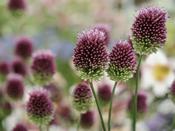 Allium 'Sphaerocephalon' (Drumstick) - 25 Bulbs