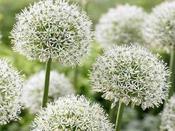 Allium 'Mount Everest' - 2 Bulbs image