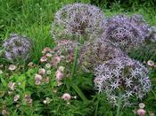 Allium 'Cristophii' - 5 Bulbs image