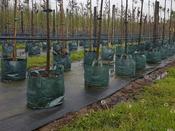 Treeplanta Large Planter Bags image