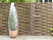 Haxnicks Tomato Tubes - 3 Pack