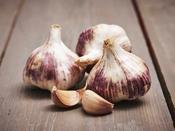 'Germidour' Purple Garlic