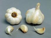 'French Therador' Garlic
