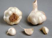 'French Sabadrome' Garlic