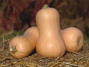 Butternut Squash 'Waltham'