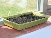Bamboo Seed Tray in Green image