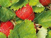 Protective Fruit &amp; Crop Netting