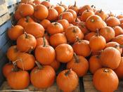 Pumpkin 'Jack O'Lantern'