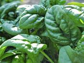 'Banjo F1' Spinach Seeds image