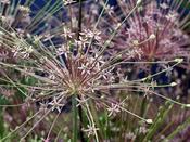 Allium 'Schubertii' - 4 Bulbs image