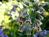 Allium Bulbs 'Siculum Nectaroscordum' image