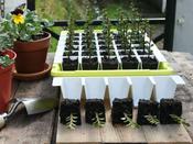Bustaseed Tip Out Propagation Tray image