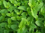 Mint Peppermint