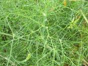 Fennel 'Duitse'