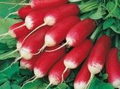 Radish 'French Breakfast 3' image