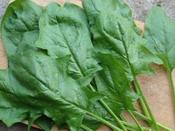 Spinach Oriental 'Mikado F1' image