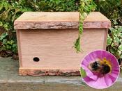 Bumble Bee Nest