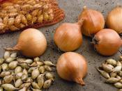 Onion 'Troy' Autumn Sets