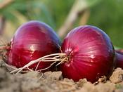 Onion 'Romy'