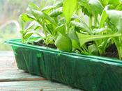 Visiroot Seed Tray 4 Pack image