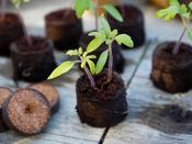 Peat Free Compost Discs 50 Pack image