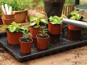 Watering Tray - 2 Pack image