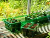 Visiroot Windowsill Propagator