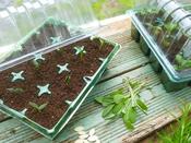 Visiroot Twin Propagator Set