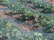 Green Bird Netting - 3 m x 4 m