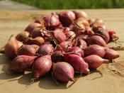 'Akado' Red Onion (Sets)