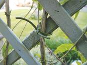 Flexi Tree Tie Cable In Green - (3 mm thick) 40 m