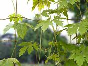 Bean &amp; Pea Net - 1.8 m x 1.8 m