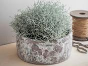 Withington Bowl 24.5 cm