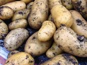 'Charlotte' Winter Seed Potatoes