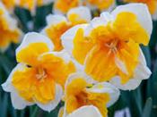 Narcissus (Split-Corona) 'Orangery' - 5 Bulbs
