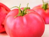 Beefsteak Tomato 'Berner Rose'