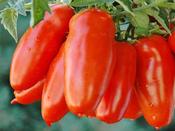 Plum Tomato 'San Marzano'