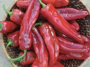 Sweet Pepper 'Corno Rosso'