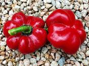 Sweet Pepper 'Candy Apple'
