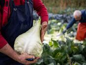 Sauerkraut Cabbage 'Filderkraut'