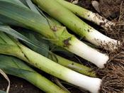 Autumn Leek 'Bulgarian Giant' image