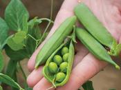 Dwarf Pea 'Kelvedon Wonder' image