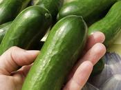 Cucumber 'Iznik F1'