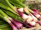Spring Onion 'Rouge'